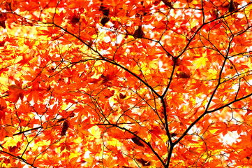 紅葉の丹沢山地　丹沢山の天王寺尾根　真紅に染まる森
