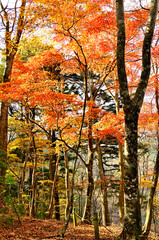 秋の丹沢山地　丹沢山の天王寺尾根　紅葉の尾根道
