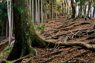 丹沢山地　丹沢山の天王寺尾根　秋の登山道に聳えるモミ大木
