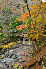紅葉の丹沢山地　丹沢山の本谷川
