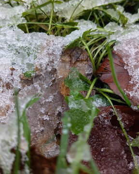 Ice on Fallen Leaves