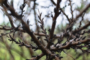 Close-up of dark buds on tree branches