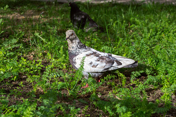 Pigeon walking on luscious green grass