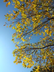 青空に映える紅葉