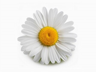 Chamomile flower isolated on white background with clipping path 