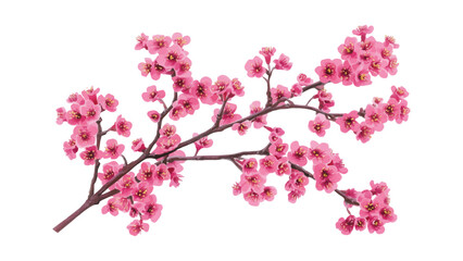 Cherry blossom thank you card design template. Watercolor cherry blossom invitation