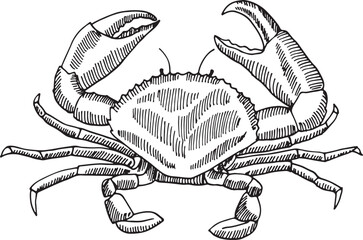 A crab is drawn in black and white