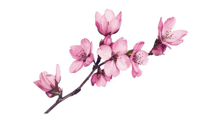 Cherry blossom thank you card design template. Watercolor cherry blossom invitation