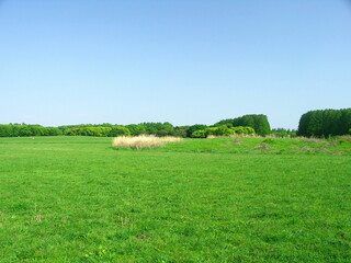 草原と林のある春の水元公園風景