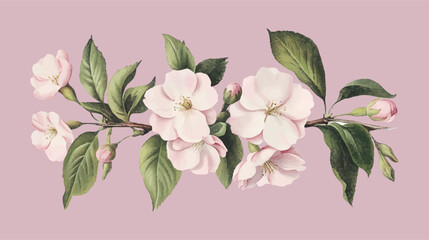 Collection of сherry blossom flowers and branches in vector watercolor style