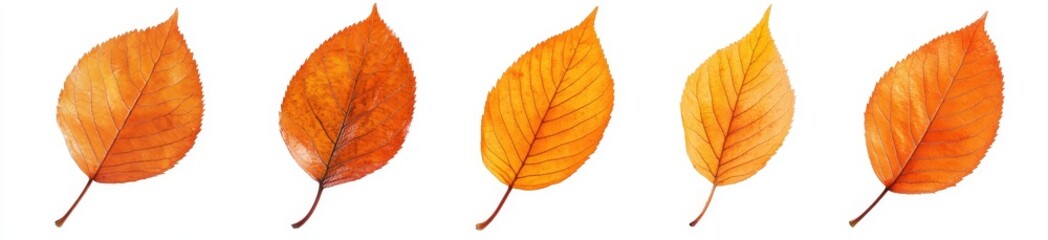 Five vibrant orange autumn leaves with intricate veins isolated on a white background.