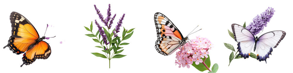 Fototapeta premium Monarch Butterfly on Lavender Blooms in Vibrant Garden