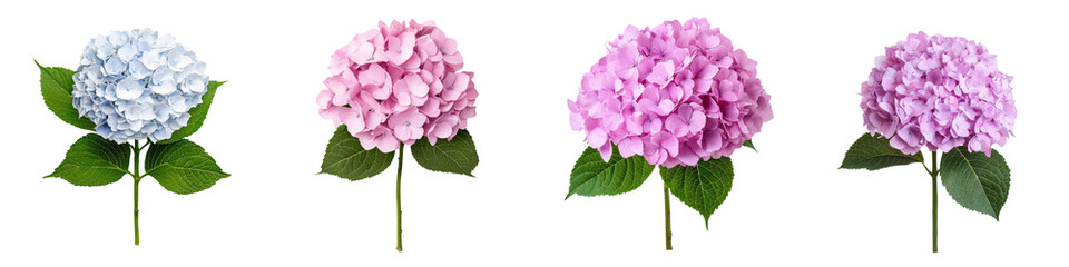 Colorful Hydrangea Blossoms in Various Shades for Romantic and Feminine Floral Arrangements