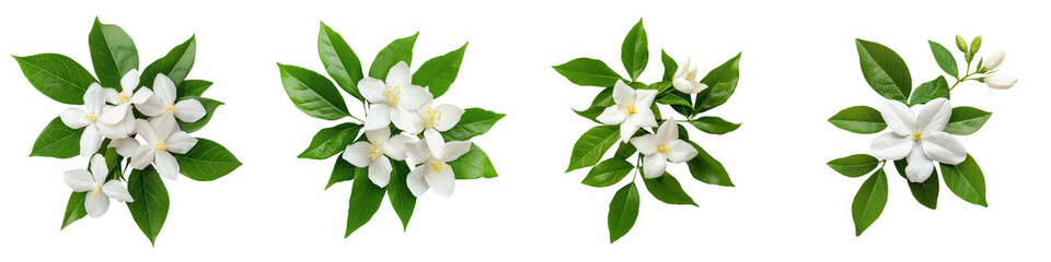 Naklejka premium Captivating White Flowers with Vibrant Green Leaves Creating a Serene and Botanical Ambiance