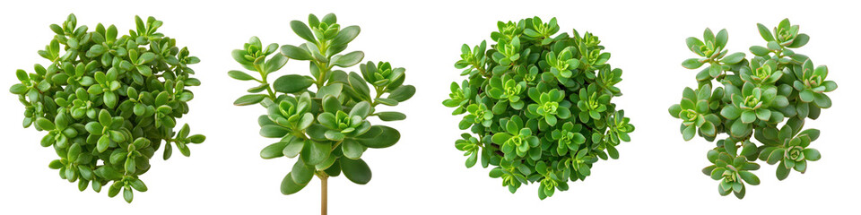 Vibrant Succulent Plants with Lush Green Foliage on White Background