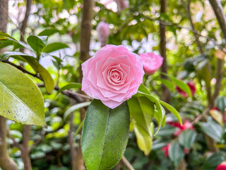 Japanese camellia