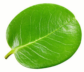 Obraz premium Isolated leaf. leaves isolated clipping path. leaf macro studio photo