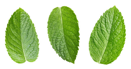 Fresh mint leaves set, isolated on white background. Mint leaf clipping path