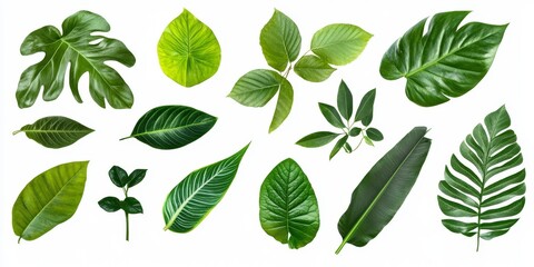 Collection of various green leaves isolated on white background.