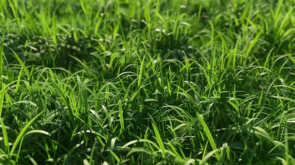 Obraz premium Close up of lush green grass.
