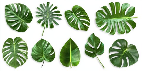 A collection of ten vibrant green tropical leaves isolated on a white background.