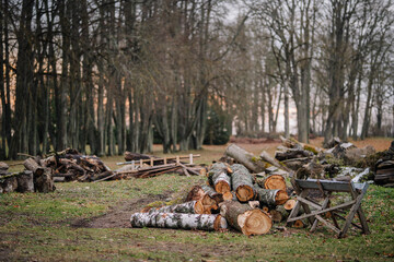A pile of freshly cut logs surrounded by a forest in a serene outdoor setting, with scattered wood pieces and rustic tools visible in the background..