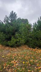 Fototapeta premium Trees of different species in the autumn park. Walk and family recreation.