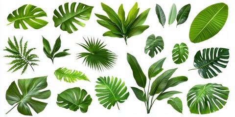 Collection of tropical green leaves isolated on white background.