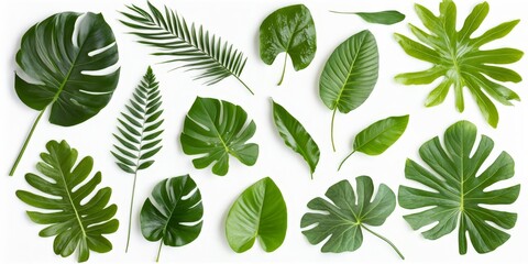 Collection of tropical green leaves on a white background.