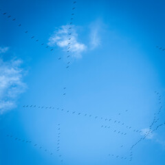 A group of Common Cranes flying blue sky, sunny day in winter in Gironde,France. High quality 4k footage