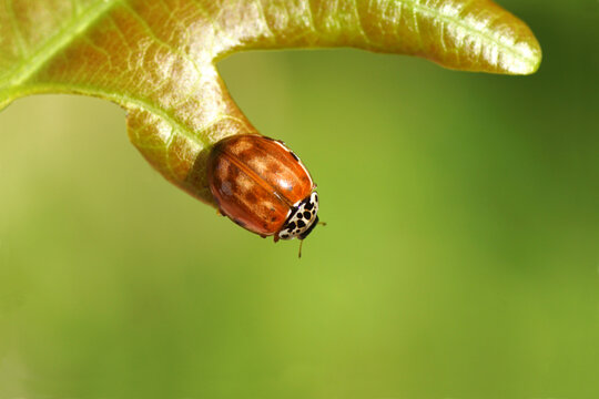 Cream-streaked lady beetle or four-spot ladybird (Harmonia quadripunctata). A ladybird belonging to the family Coccinellidae. On a young oak leaf in a Dutch garden. Summer.