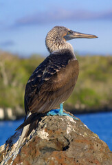 Blue footed Booby (Sula nebouxii)  - profile view taken at Galápagos Islands