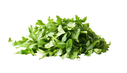 Fresh Celery Leaves