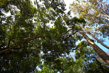 old trees in the national park