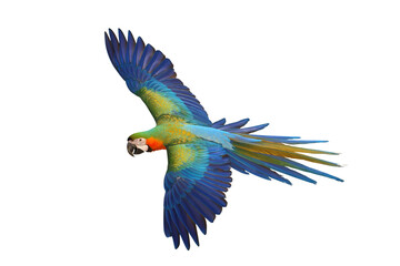 Colorful flying Catalina Macaw parrot isolated on transparent background png file