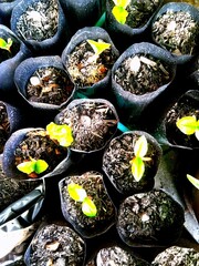 sapling, tree in the ground, planting, nature, birth of nature