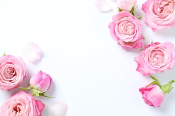 Beautiful composition with pink roses on white background 