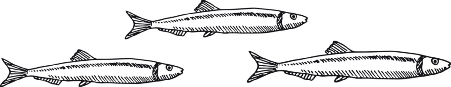 Fish Engraving Images – Browse 63,958 Stock Photos, Vectors, and Video ...
