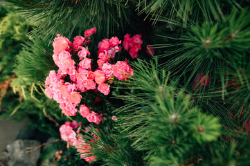 roses among the pine trees