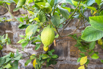 A young lemon, green and unripe on lemon tree