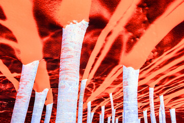 Negative inverted nature photo with birch trunks in the snow. The color inversion and rotation of...