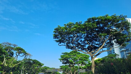 Blue Sky With Cool Wind In Singapore