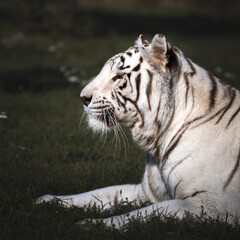 White Bengal tiger basking in the sun. Close-up of head. Side view.