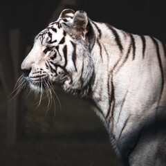 White Bengal tiger basking in the sun. Close-up of head. Side view.