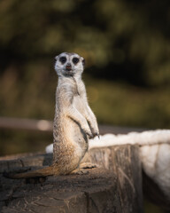 Meerkat observing its surroundings. Borysew Zoo. Poland.
