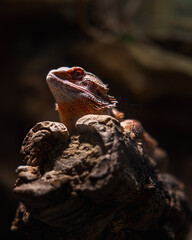 Bearded dragon sitting on a wooden stump.