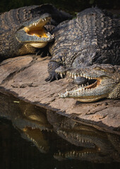 Obraz premium Nile crocodiles above water. Close-up of mouth and teeth.