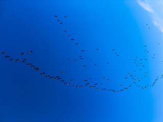 Wild ducks migrate to warmer climes