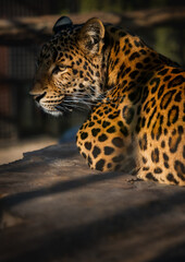 Chinese leopard basking in the sun. Side view.