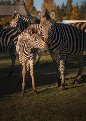 Chapman's zebra. Adult female with young. Zoo in Borysew. Poland.